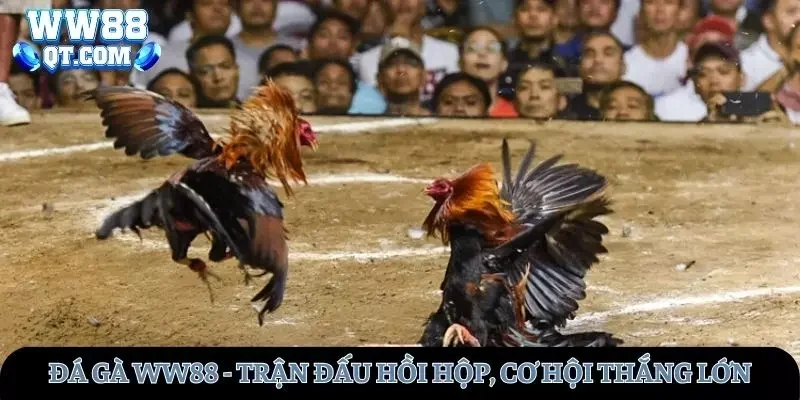 Đá Gà WW88