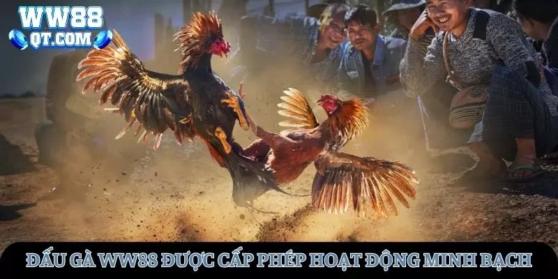 Đá gà WW88 được cấp phép hoạt động minh bạch